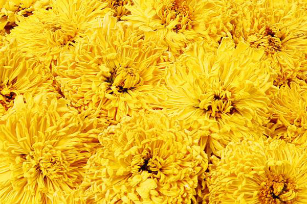 便攜式小口徑色差儀用于干菊花顏色的測定